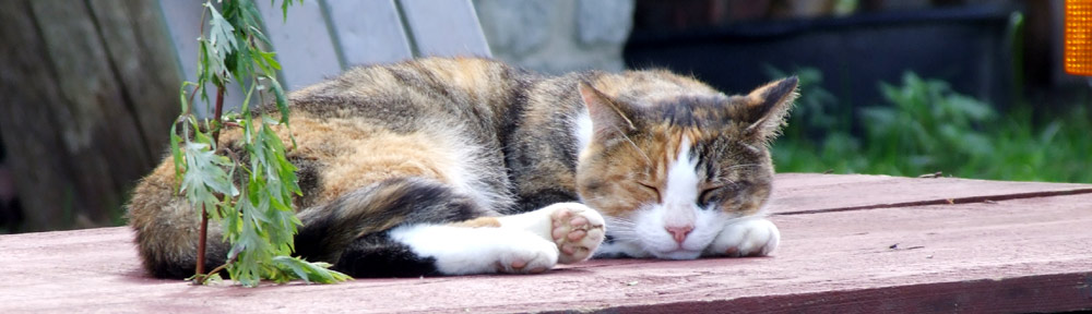 Simsalaseo - schlafende Katze